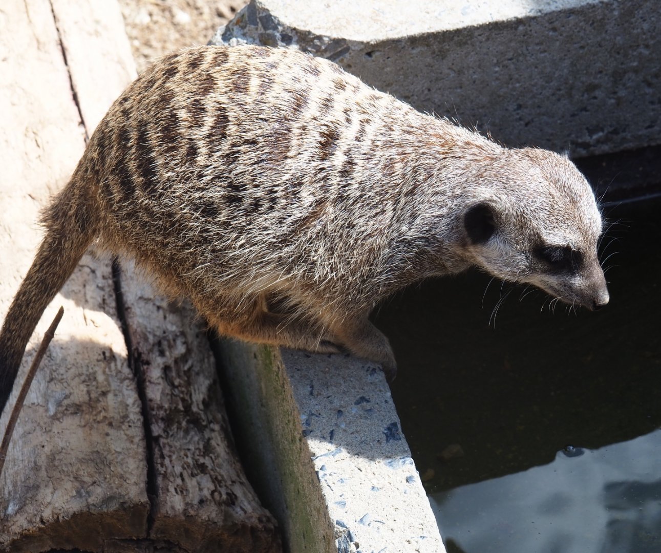 Meerkat (Suricata suricatta)