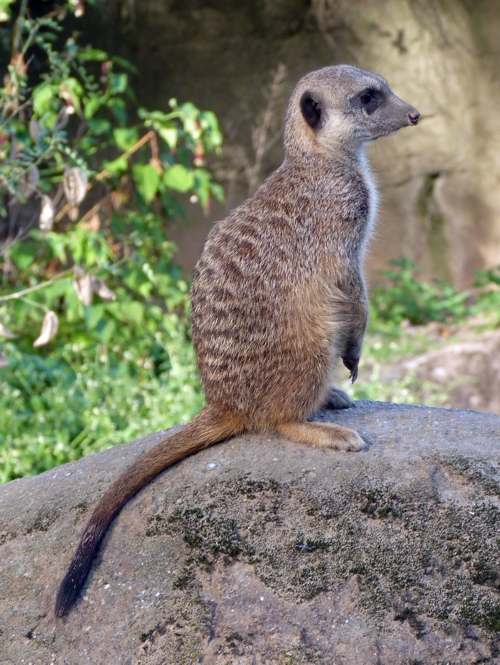 Meerkat (Suricata suricatta)