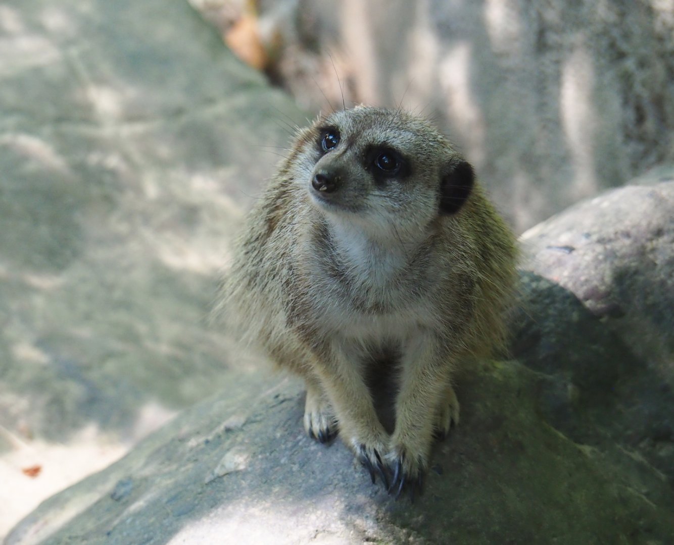 Meerkat (Suricata suricatta)