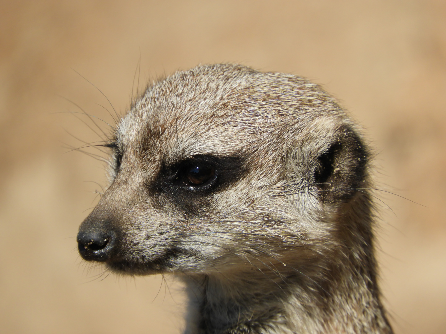 Meerkat (Suricata suricatta)