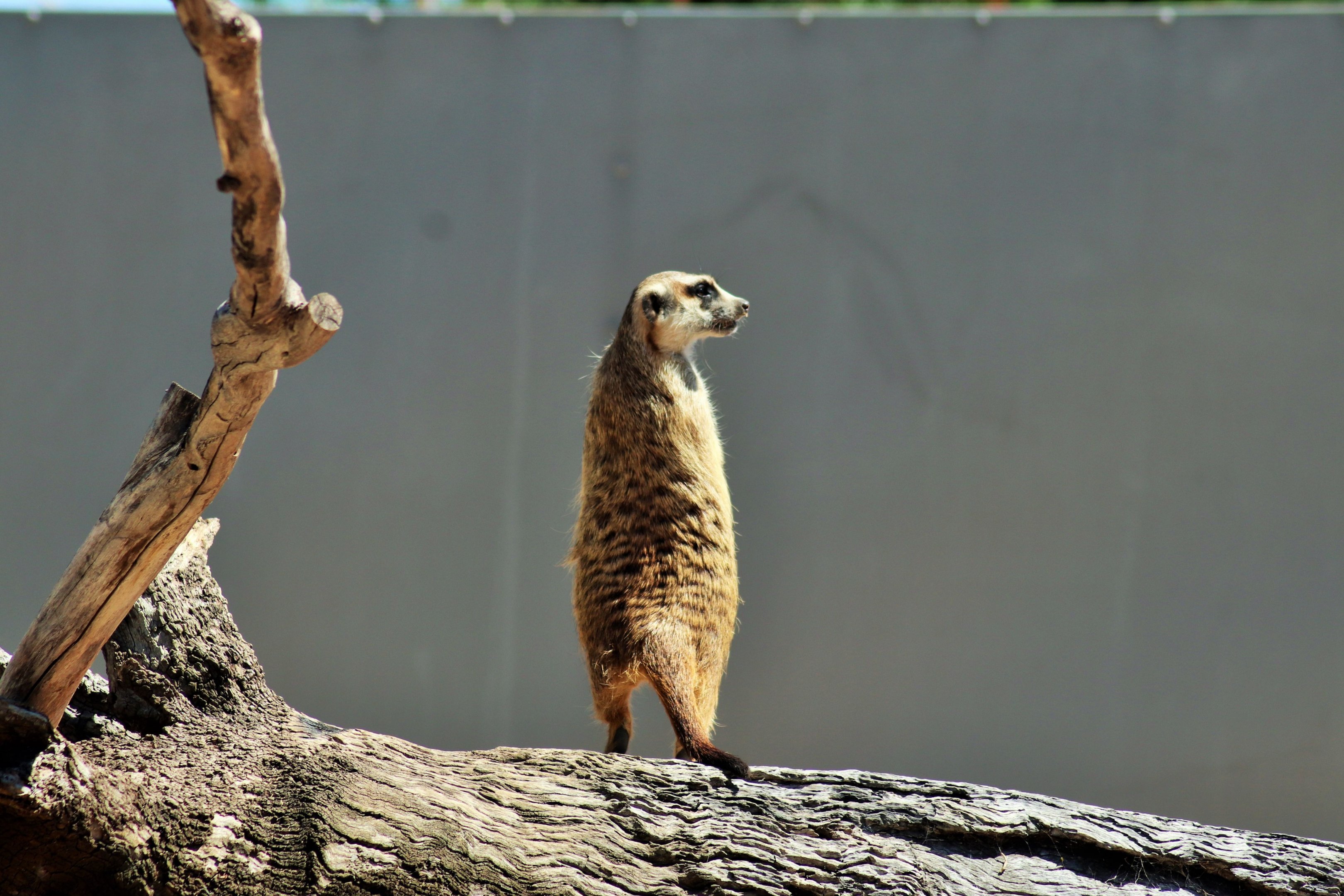 Meerkat (Suricata suricatta)