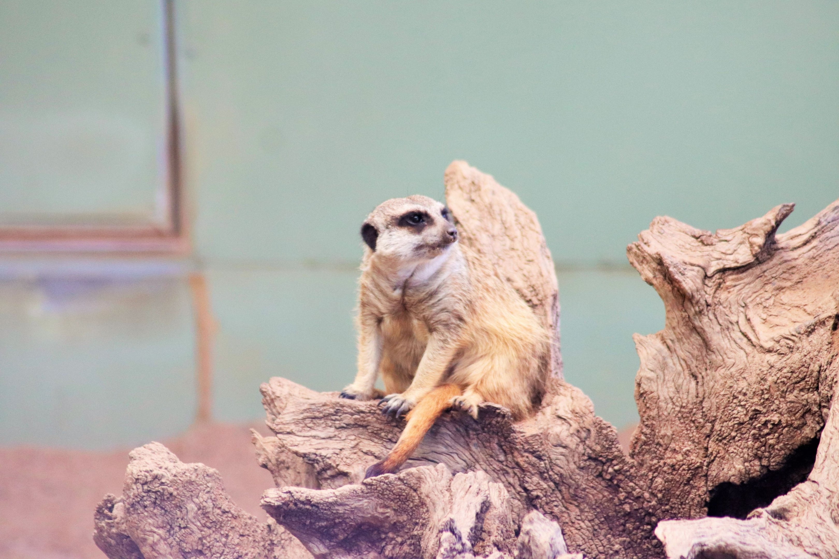 Meerkat (Suricata suricatta)