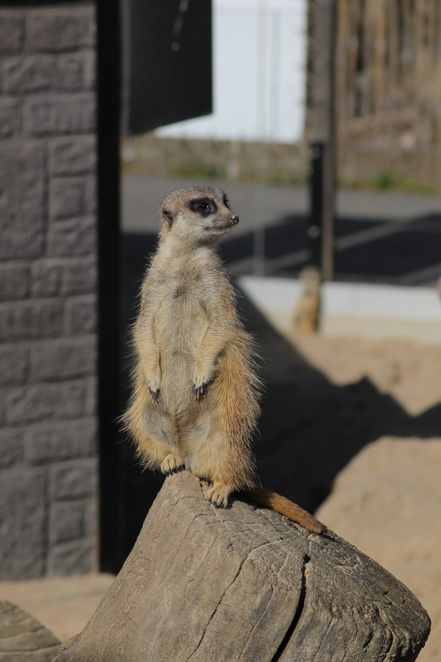 Meerkat (Suricata suricatta)
