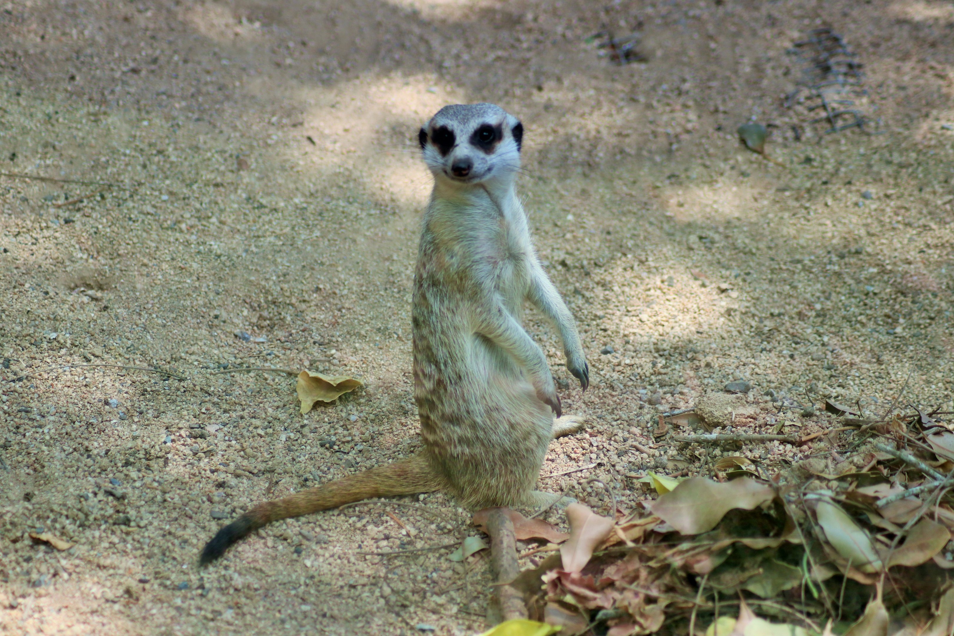 Meerkat (Suricata suricatta)