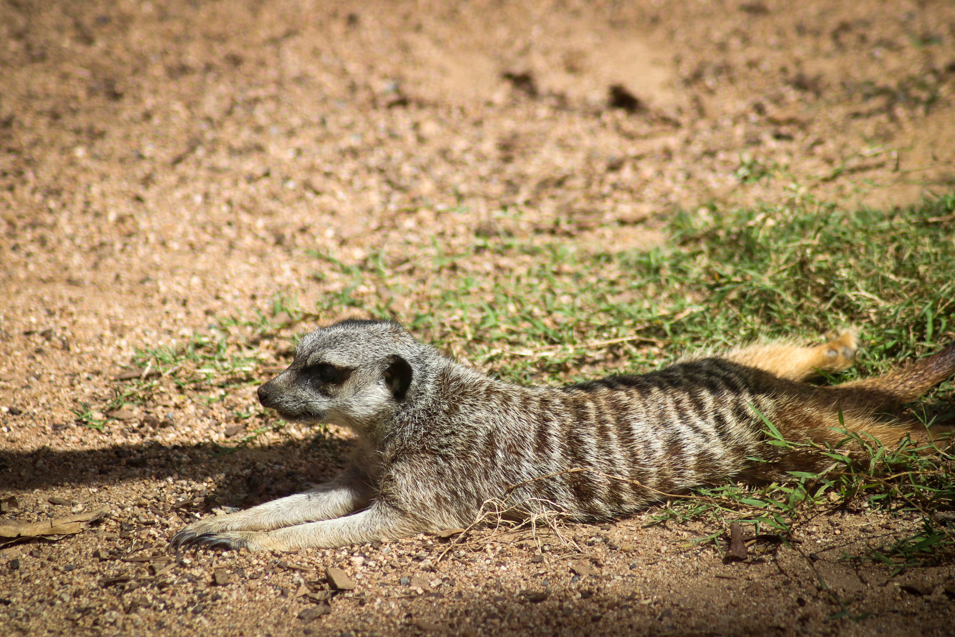 Meerkat ( Suricata suricatta)