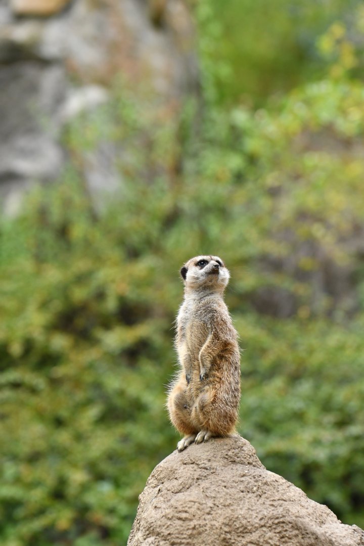 Meerkat (Suricata suricatta)
