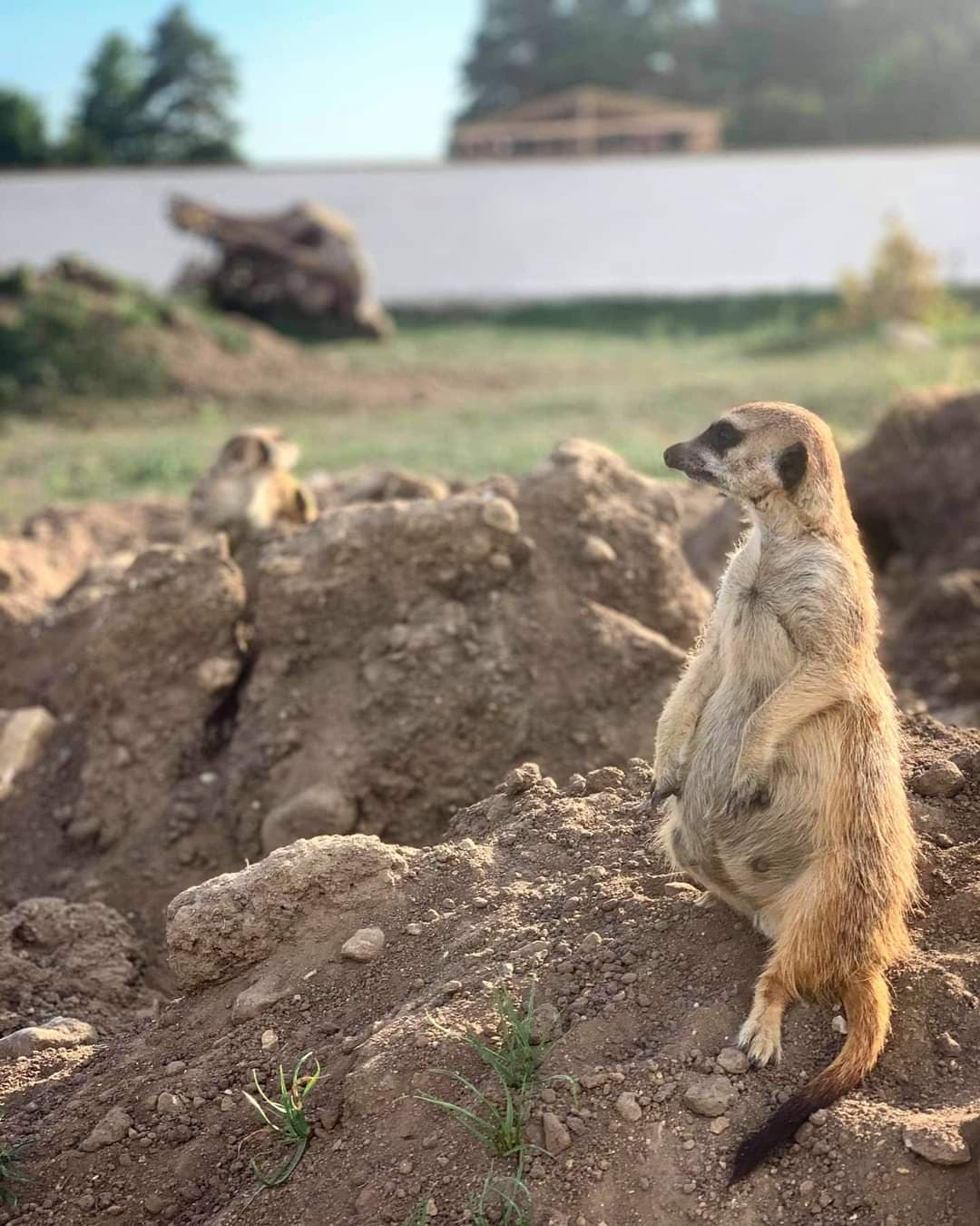Meerkat (Suricata suricatta)