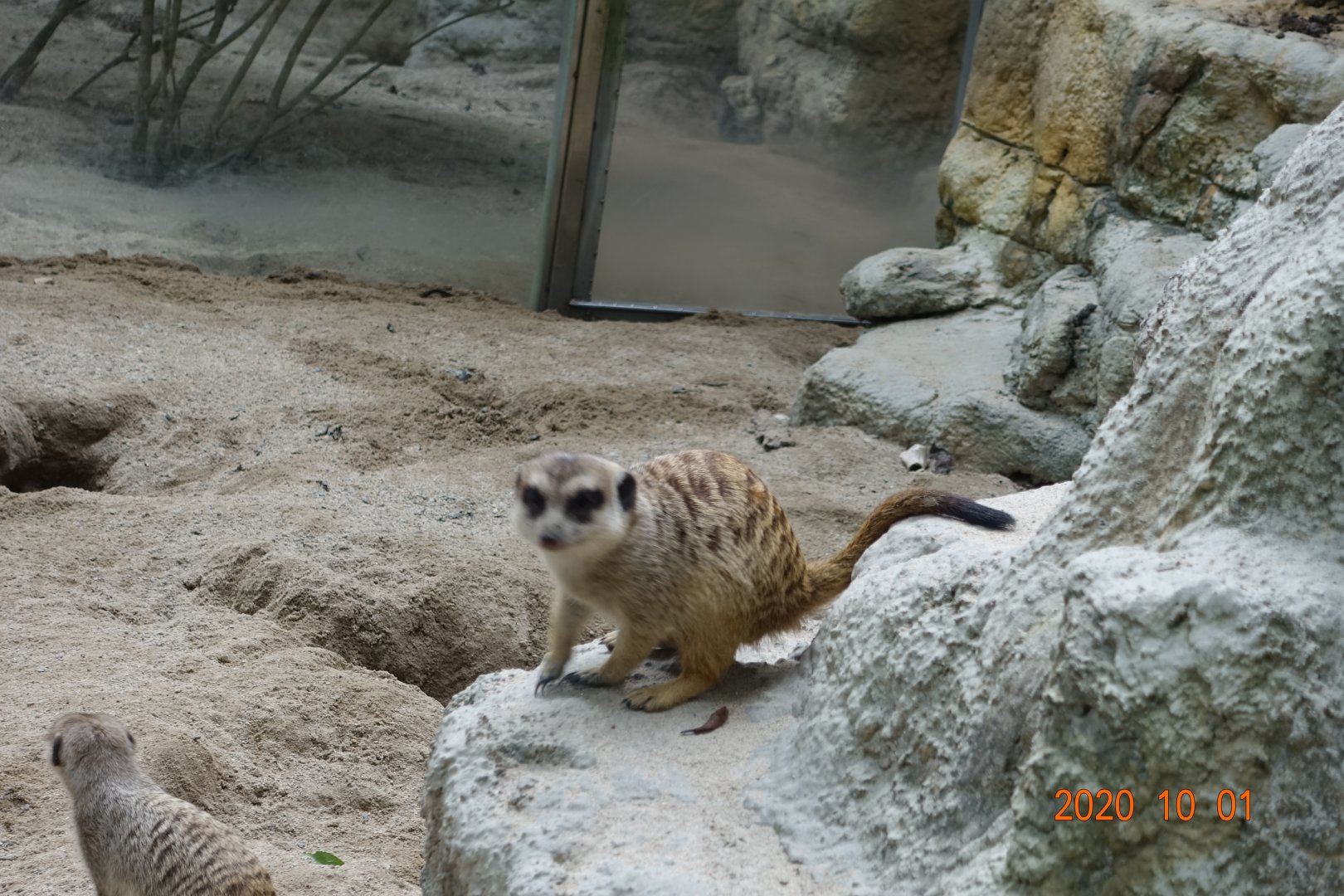 Meerkat (Suricata suricatta)