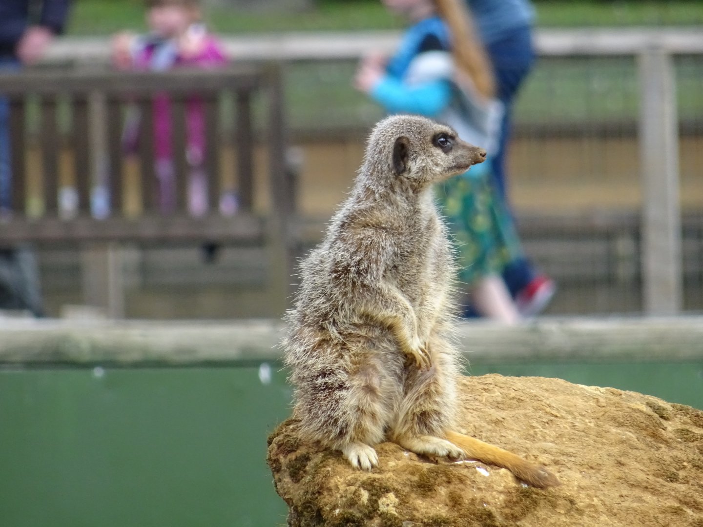 Meerkat (suricata suricatta)