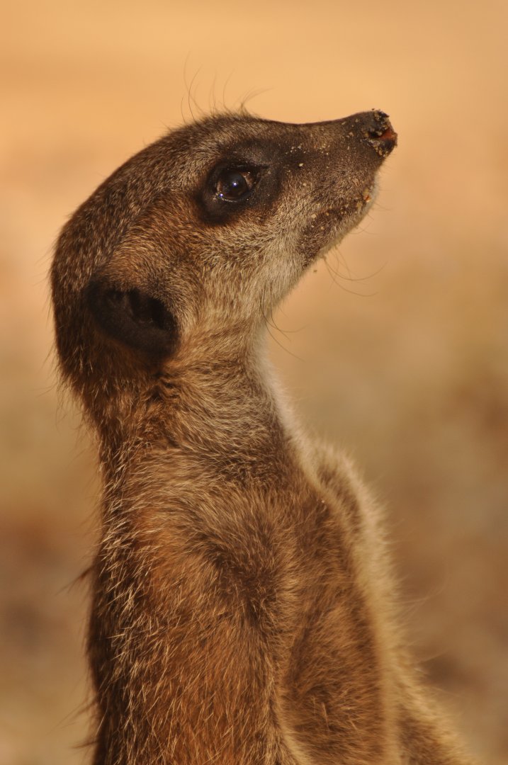 Meerkat (Suricata suricatta)