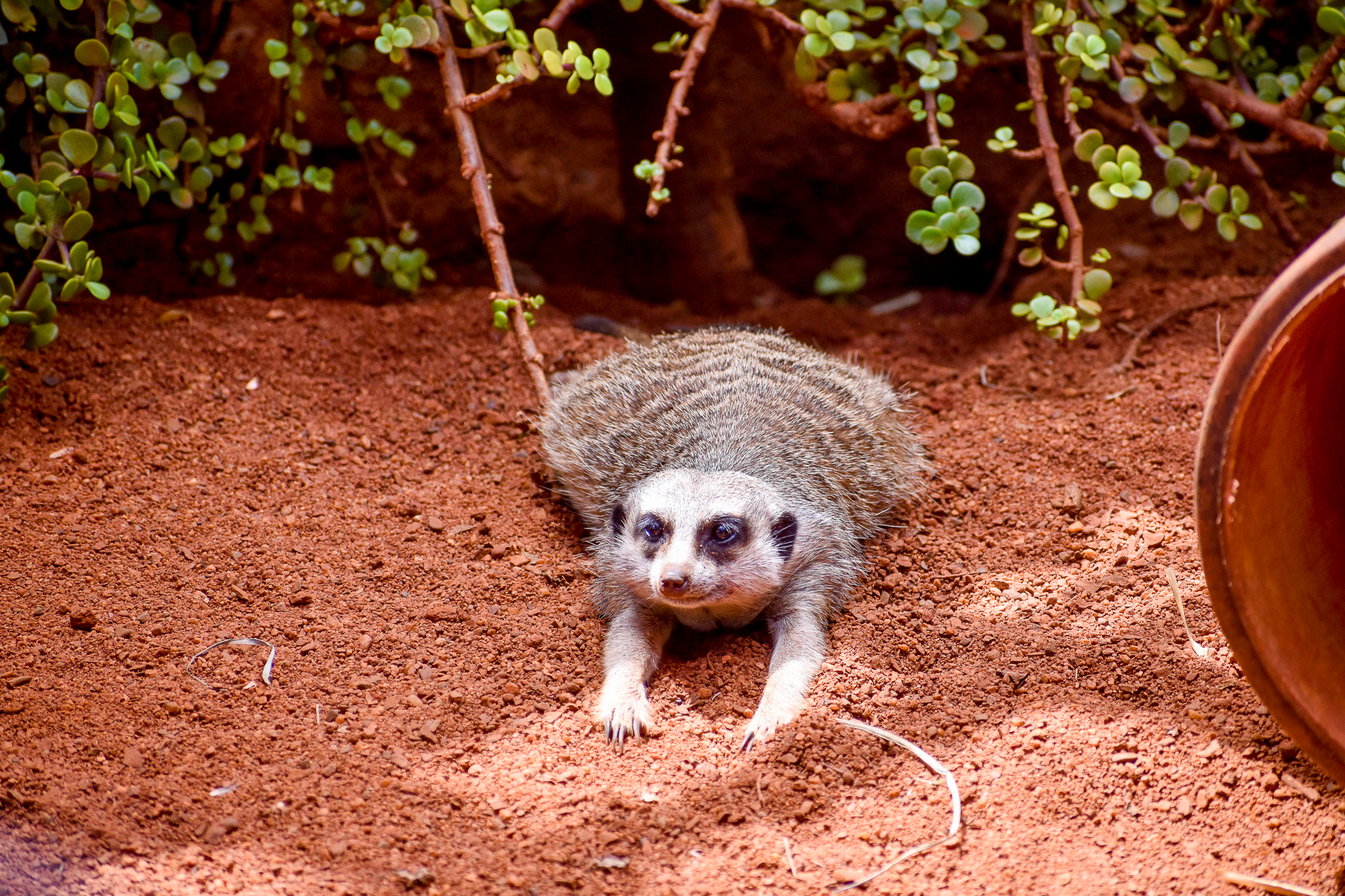 Meerkat (Suricata suricatta)
