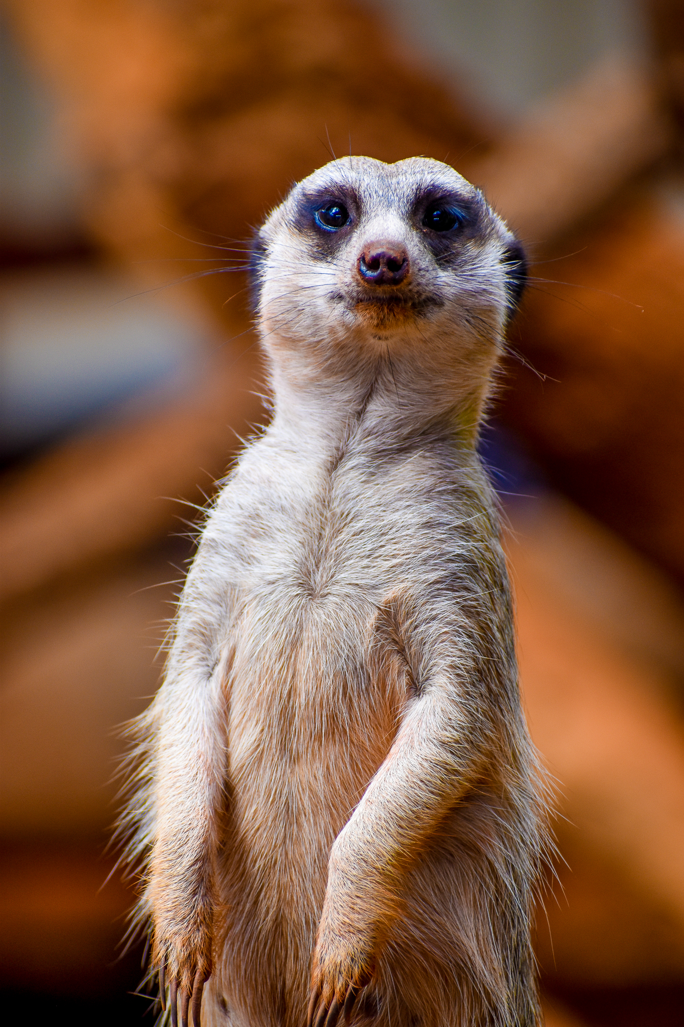 Meerkat (Suricata suricatta)