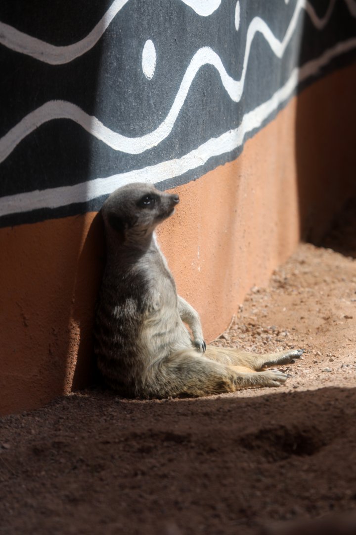 meerkat (Suricata suricatta)