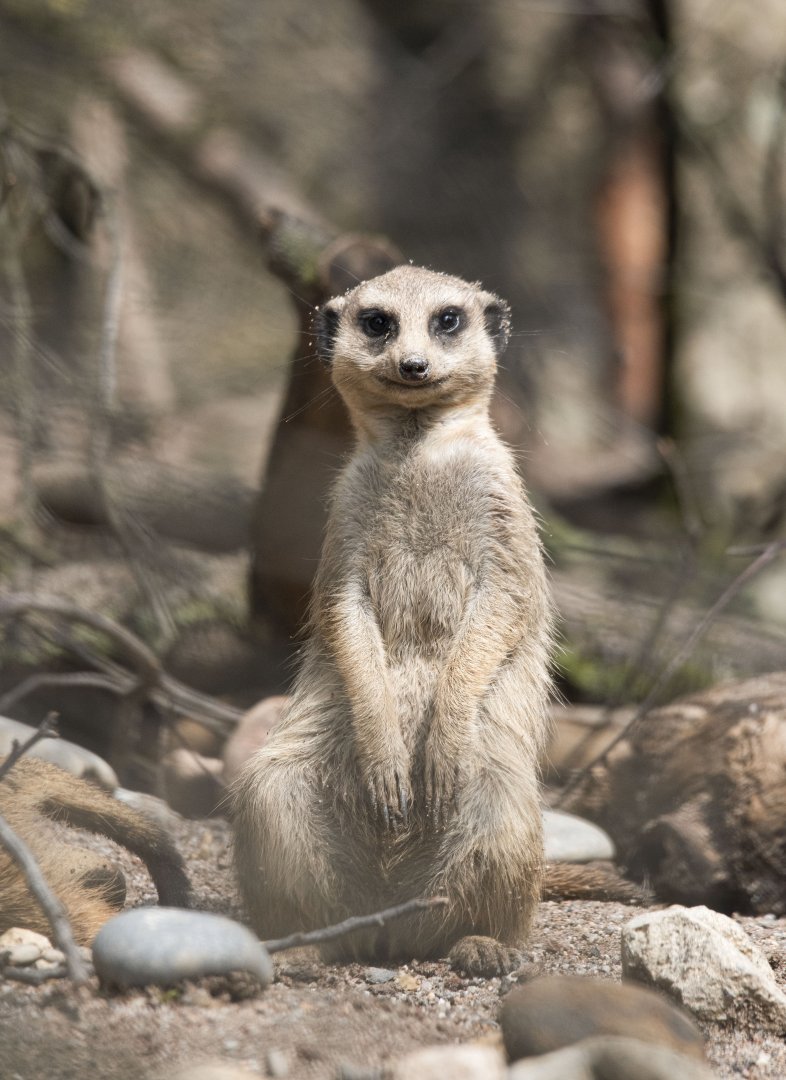 Meerkat (Suricata suricatta)