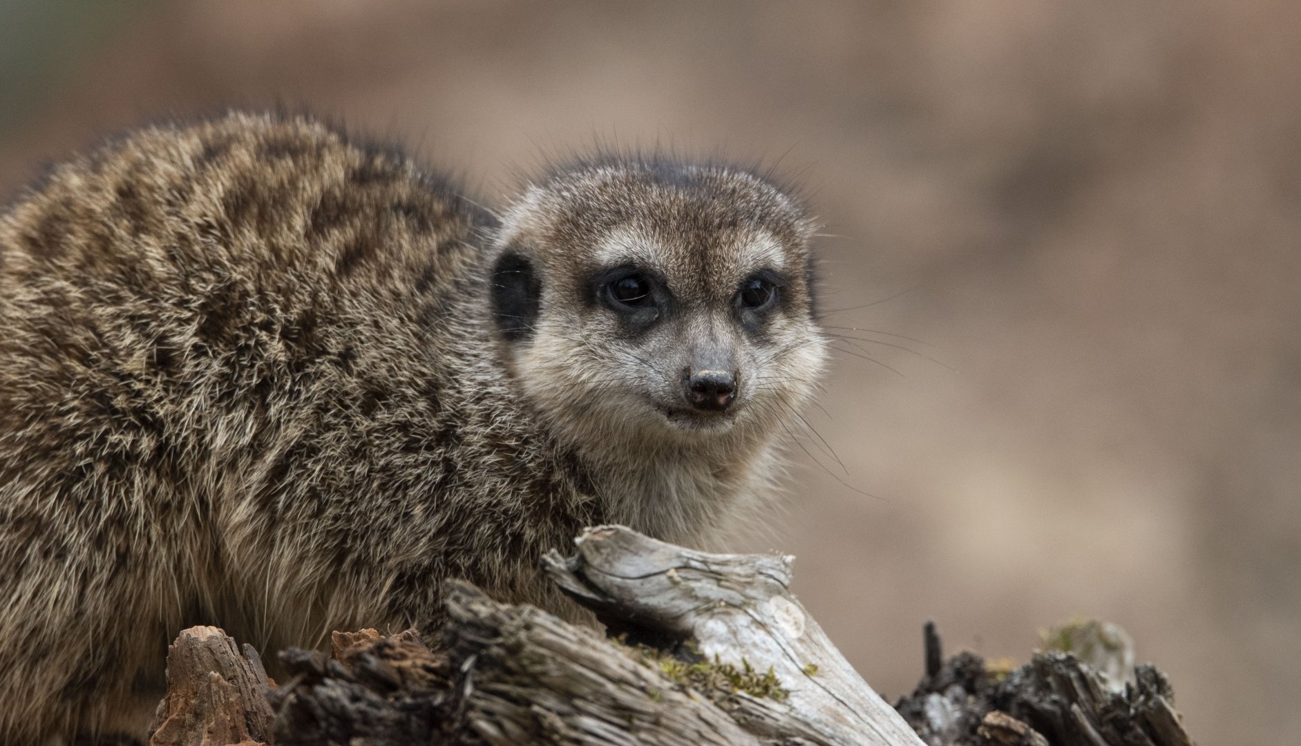 Meerkat (Suricata suricatta)