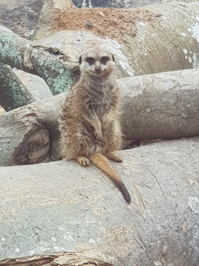 Meerkat (Suricata suricatta)