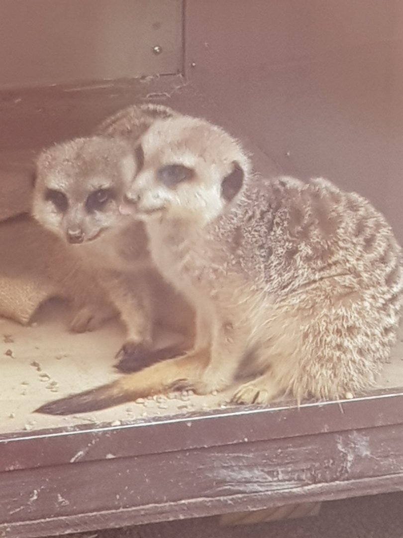 Meerkat (Suricata suricatta)
