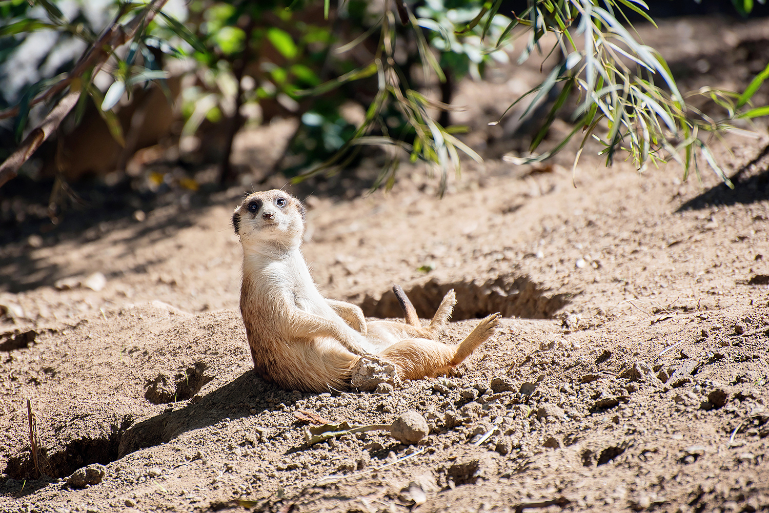 Meerkat (Suricata suricatta)