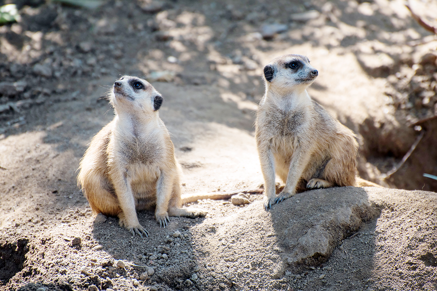 Meerkat (Suricata suricatta)