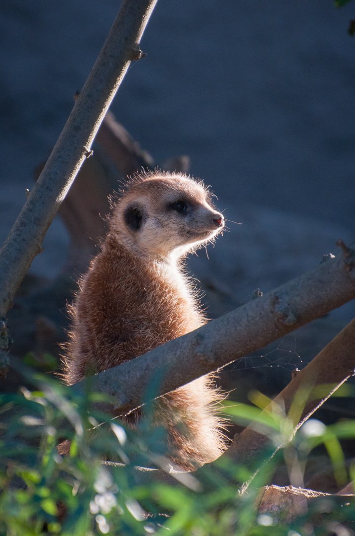 Meerkat (Suricata suricatta)