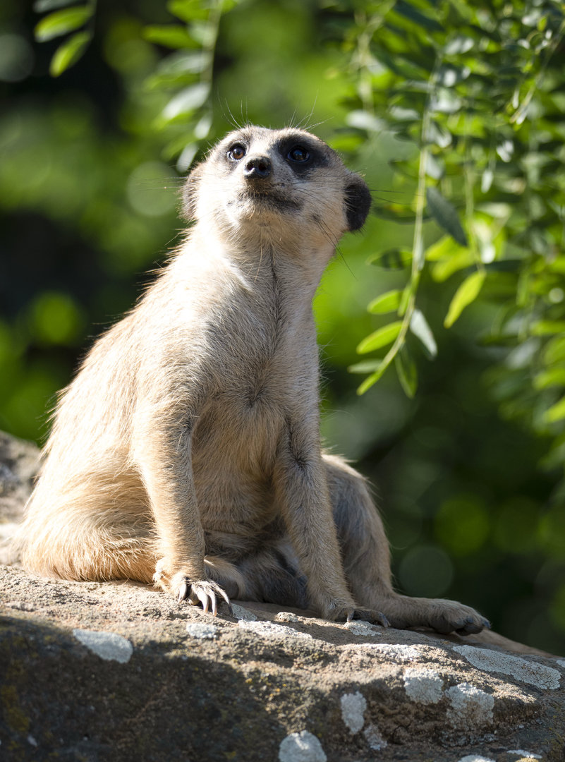 Meerkat (Suricata suricatta)