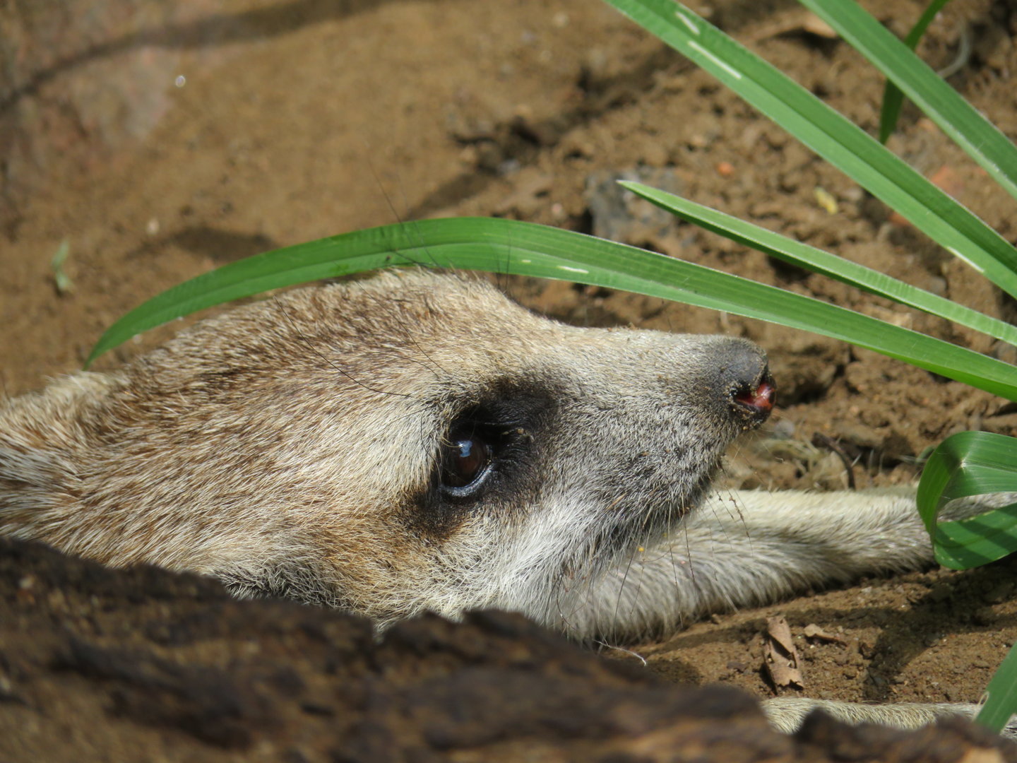 Meerkat (Suricata suricatta)