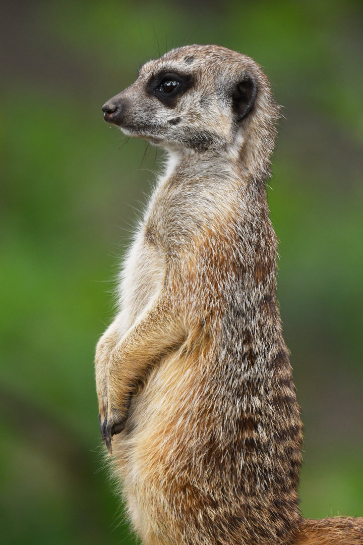 Meerkat (Suricata suricatta)