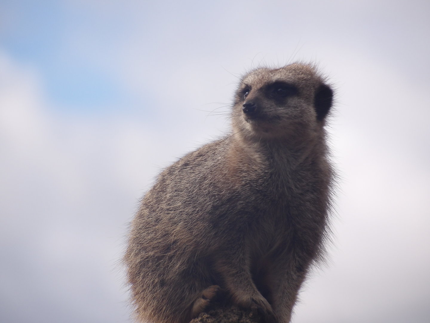 Meerkat (Suricata suricatta)