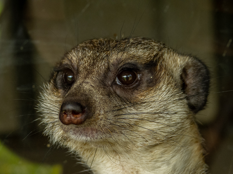 meerkat (Suricata suricatta)