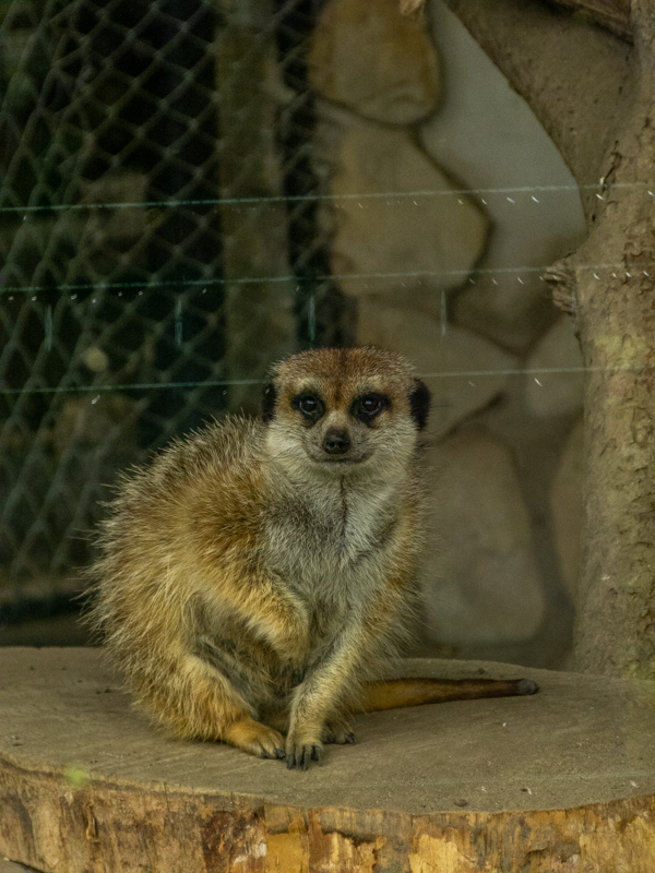 Meerkat (Suricata suricatta)