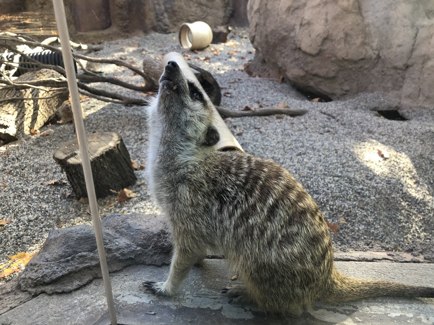 Meerkat, Suricata suricatta
