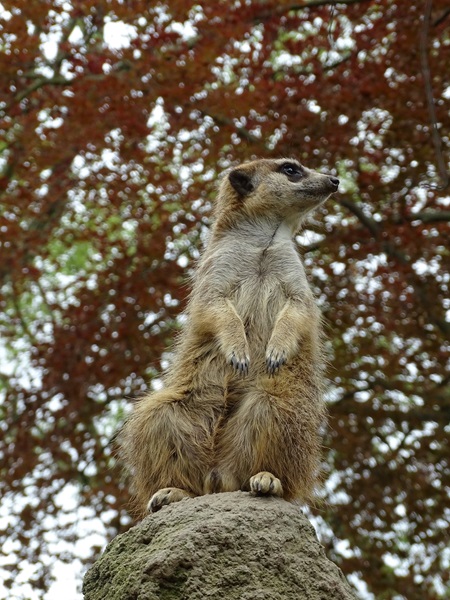 Meerkat (Suricata suricatta)