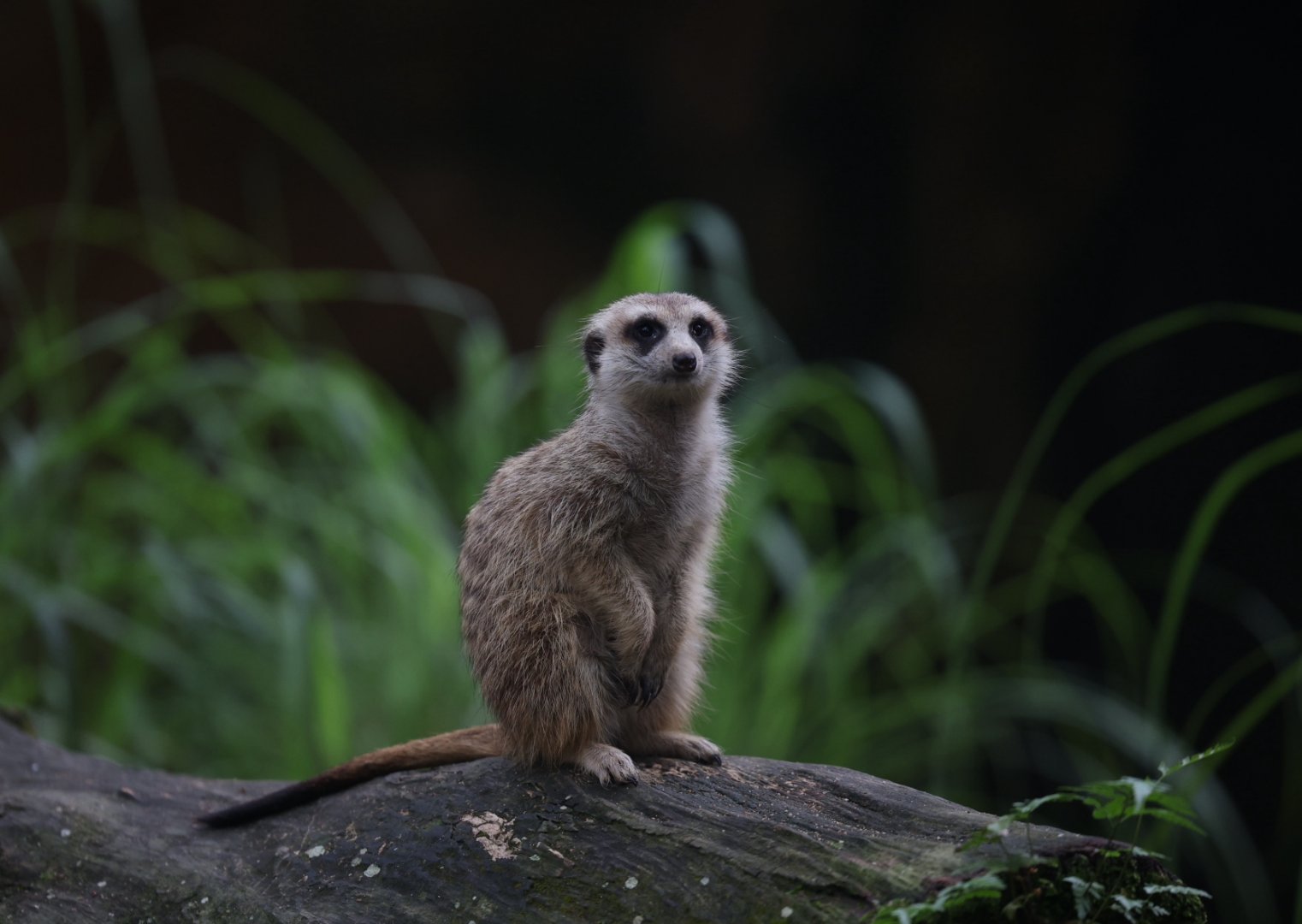 Meerkat (Suricata suricatta)