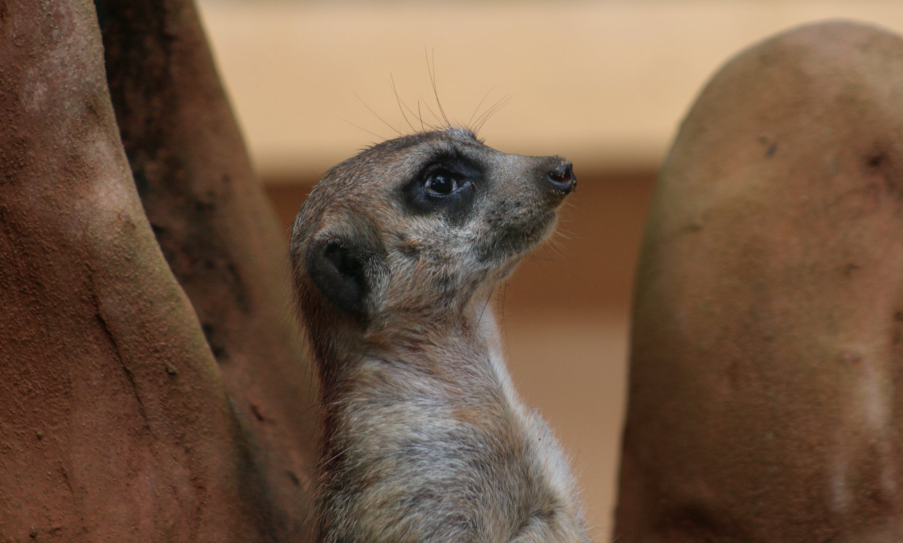 Meerkat (Suricata suricatta)