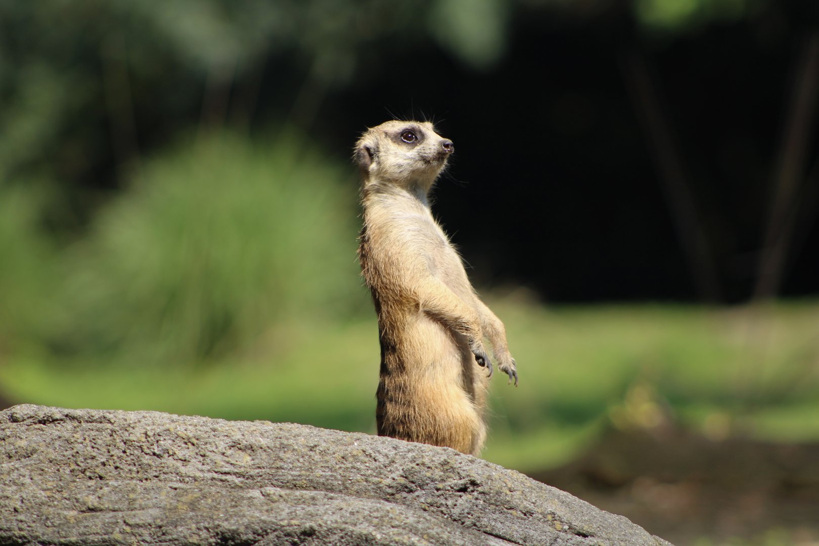 Meerkat (Suricata suricatta)