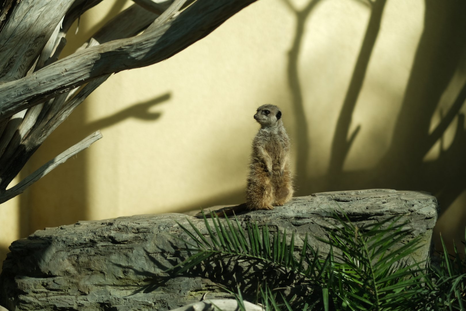 Meerkat (Suricata suricatta)