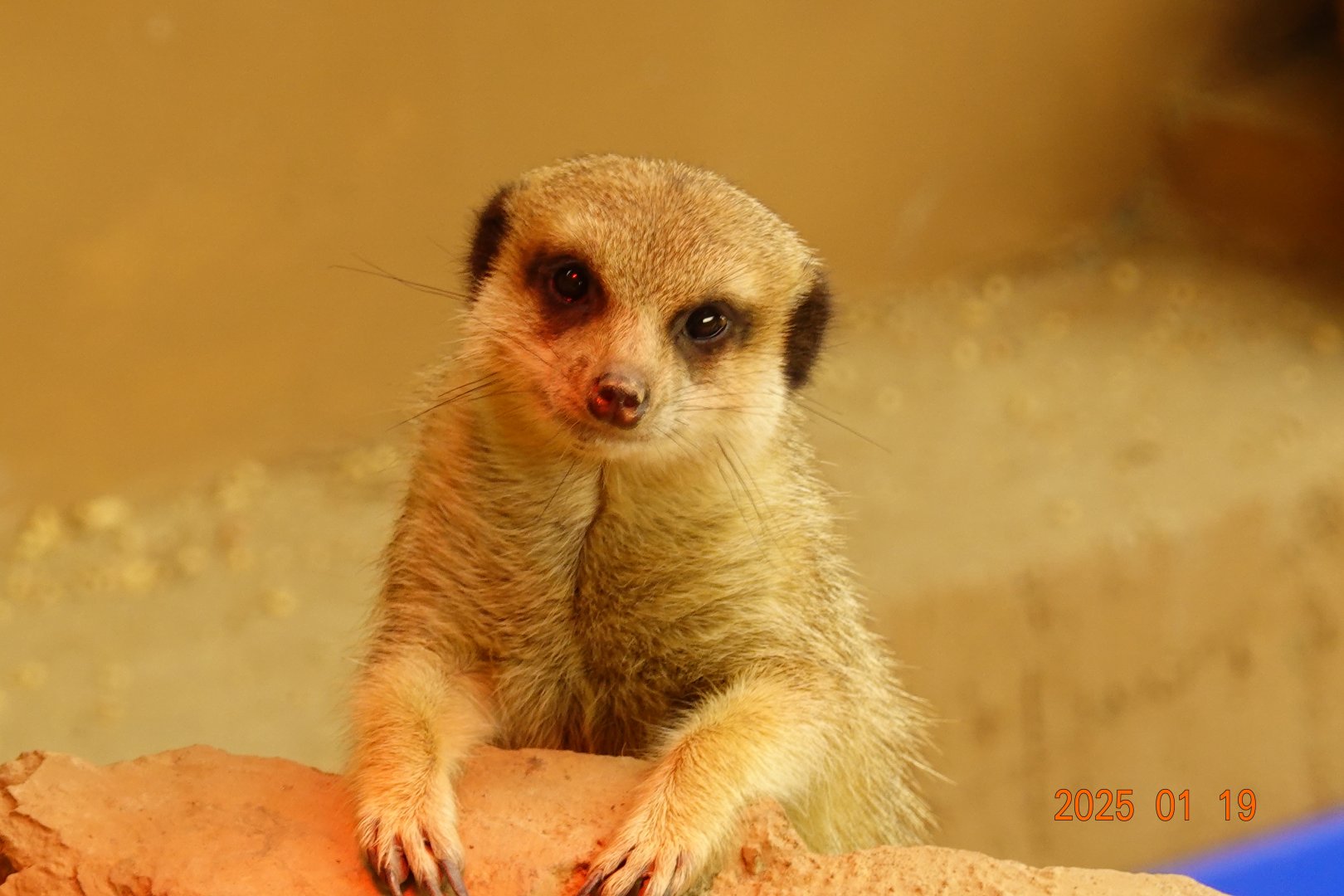 Meerkat (Suricata suricatta)