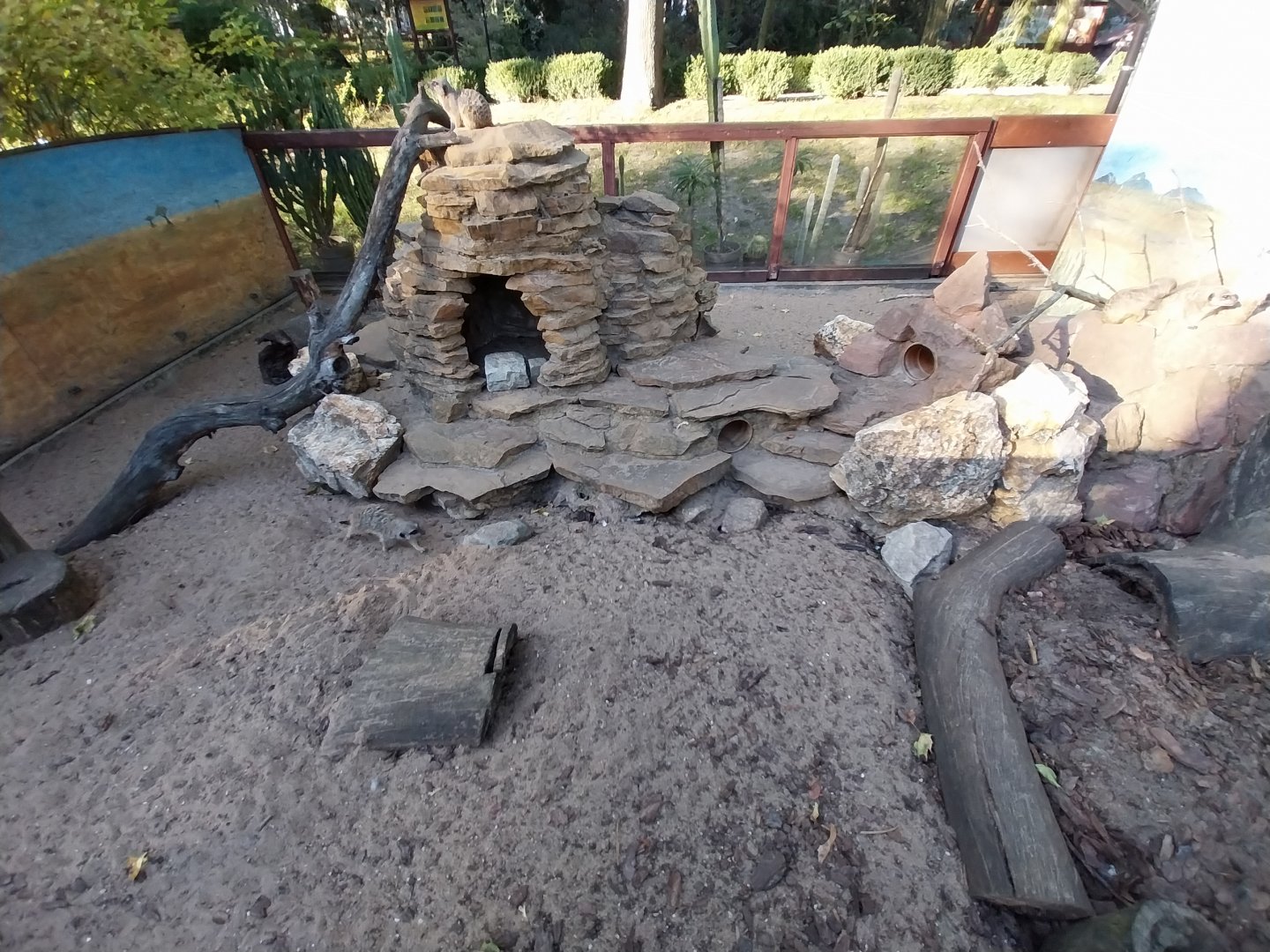 Meerkat (Suricata suricatta)