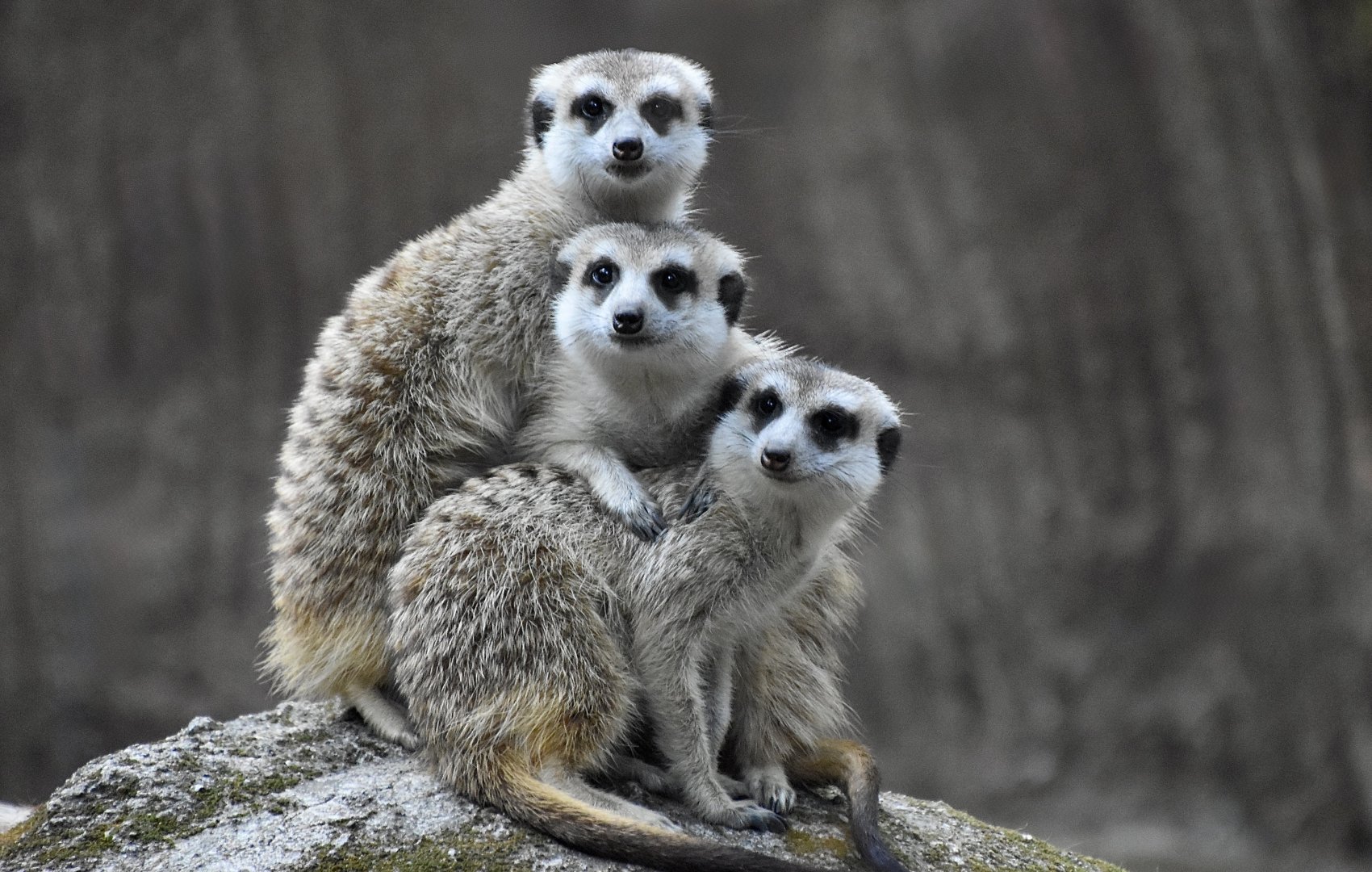 Meerkat (Suricata suricatta)