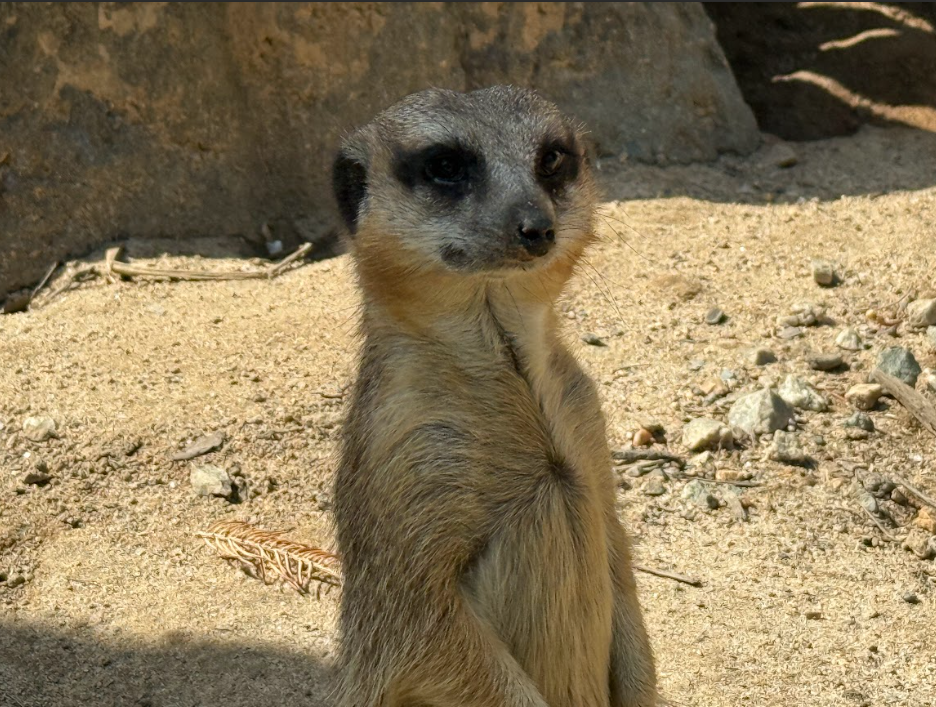Meerkat (Suricata suricatta)