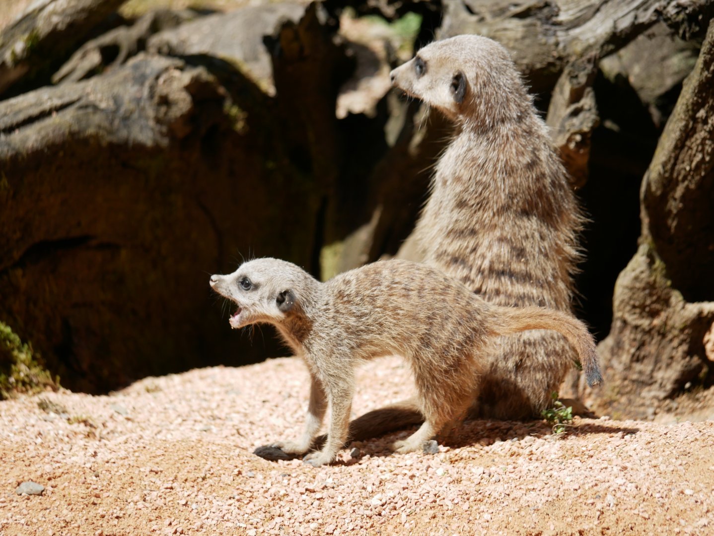 Meerkat (Suricata suricatta)