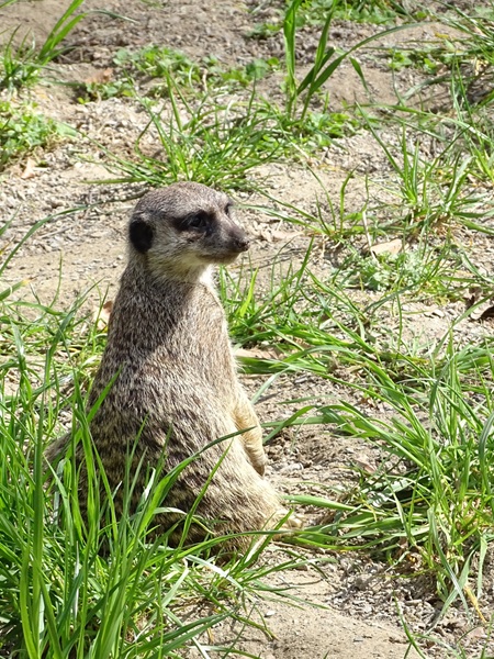 Meerkat (Suricata suricatta)