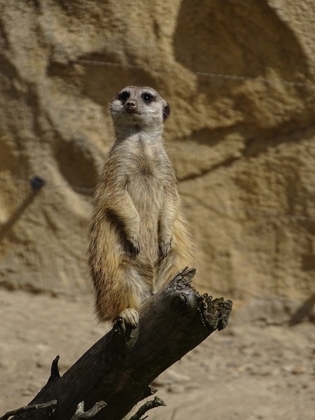 Meerkat (Suricata suricatta)