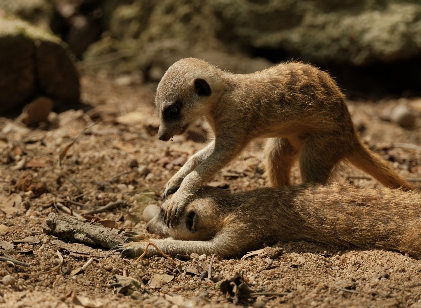 Meerkat (Suricata suricatta)
