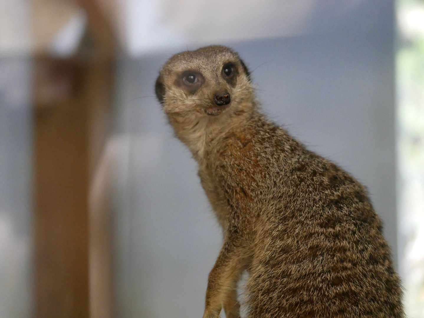 Meerkat (Suricata suricatta)