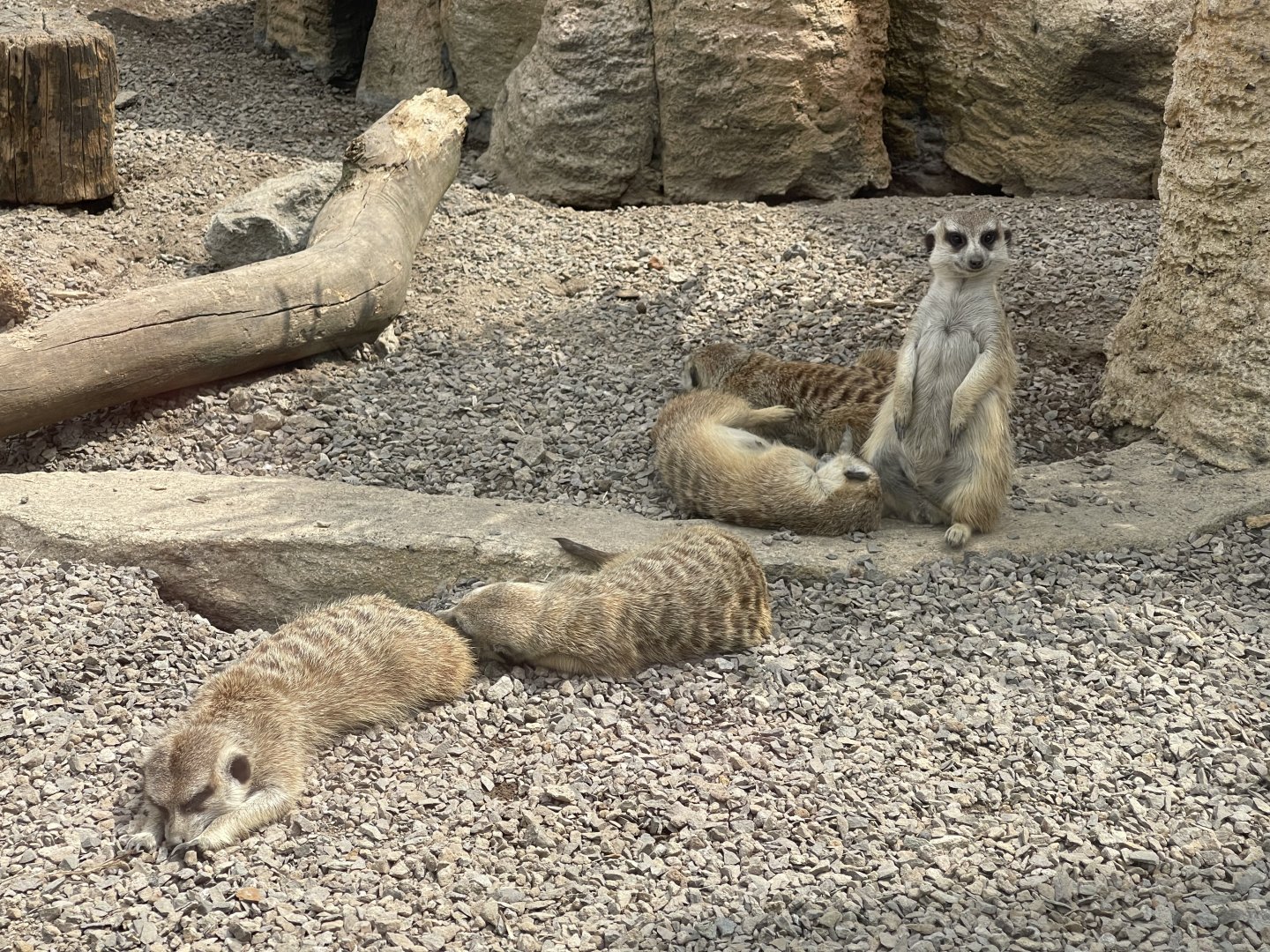 meerkat (suricata suricatta)