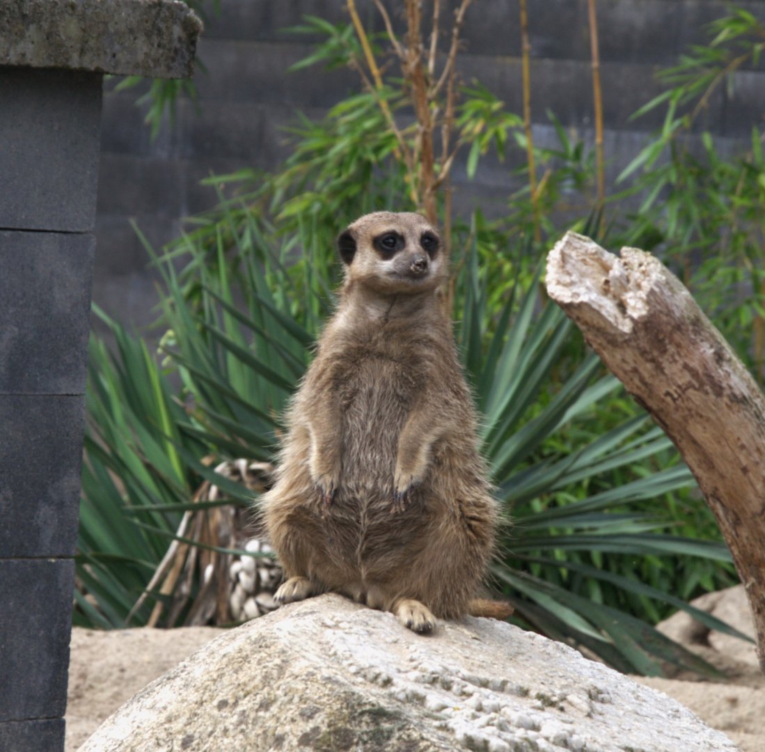 Meerkat (Suricata suricatta)