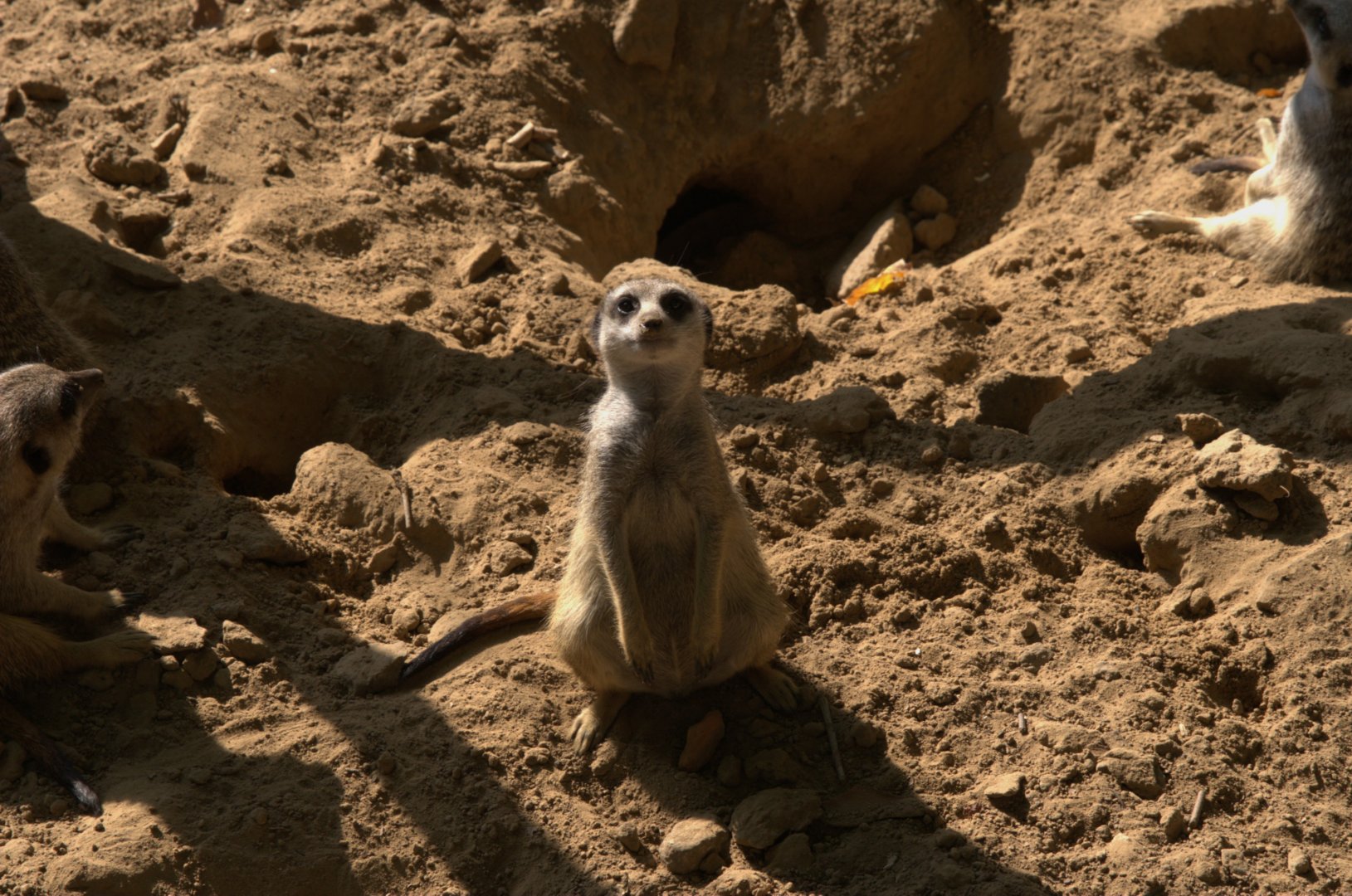 Meerkat (Suricata suricatta)