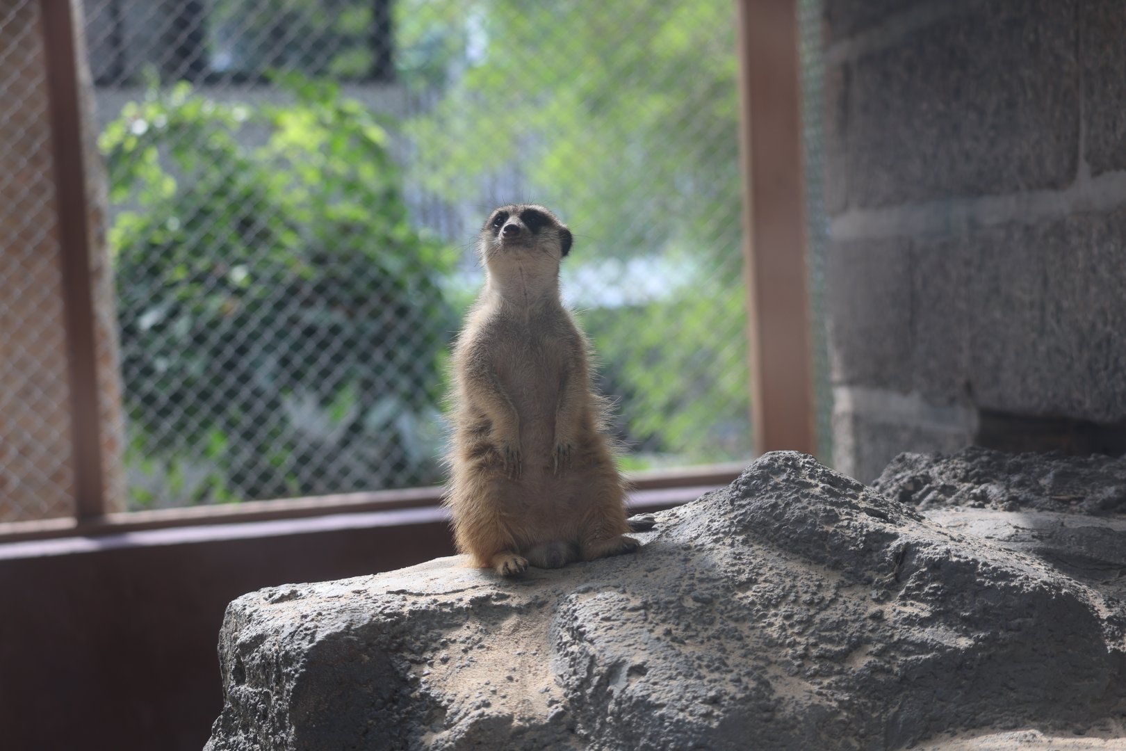 Meerkat (Suricata suricatta)