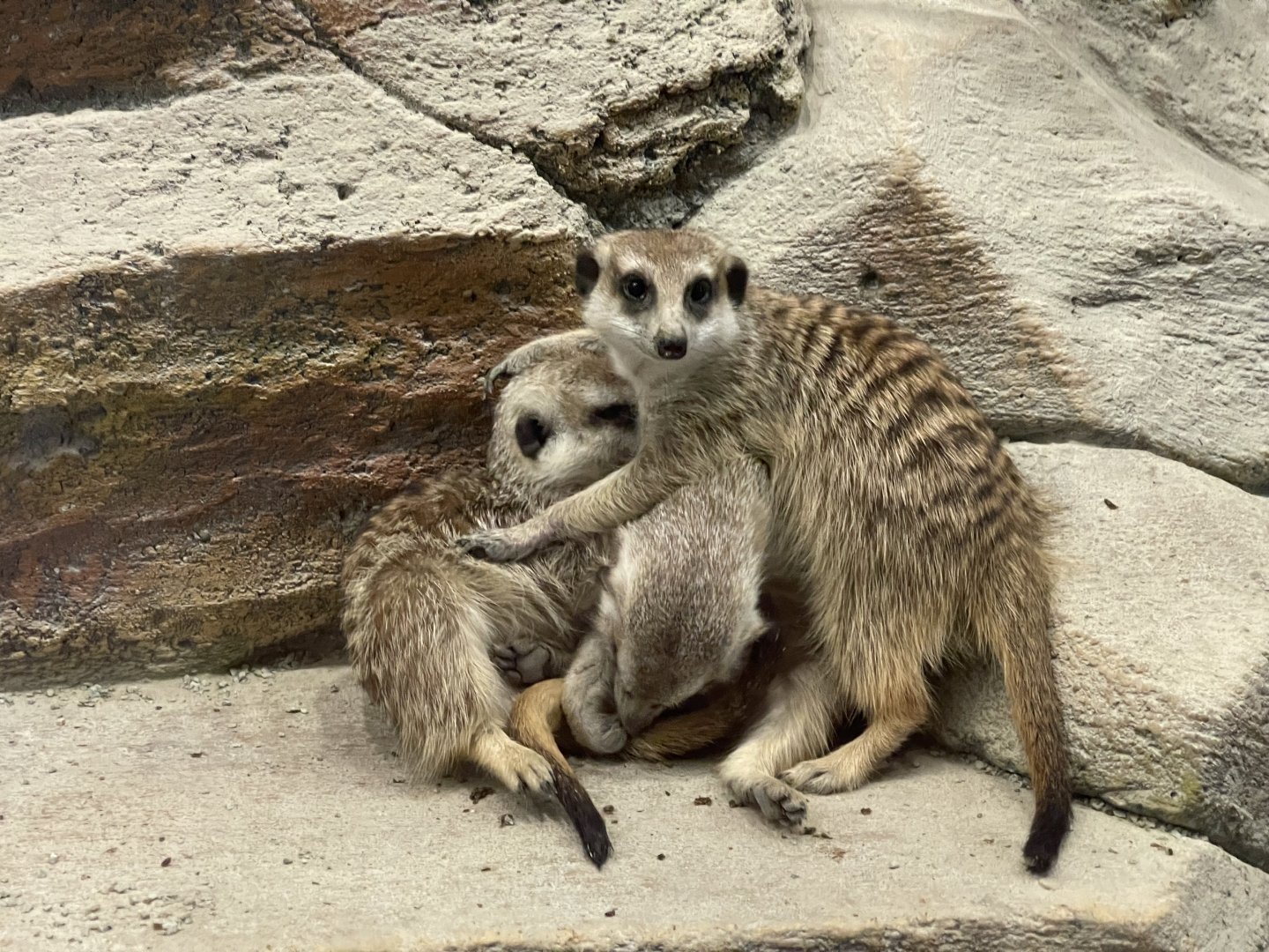 meerkat (suricata suricatta)
